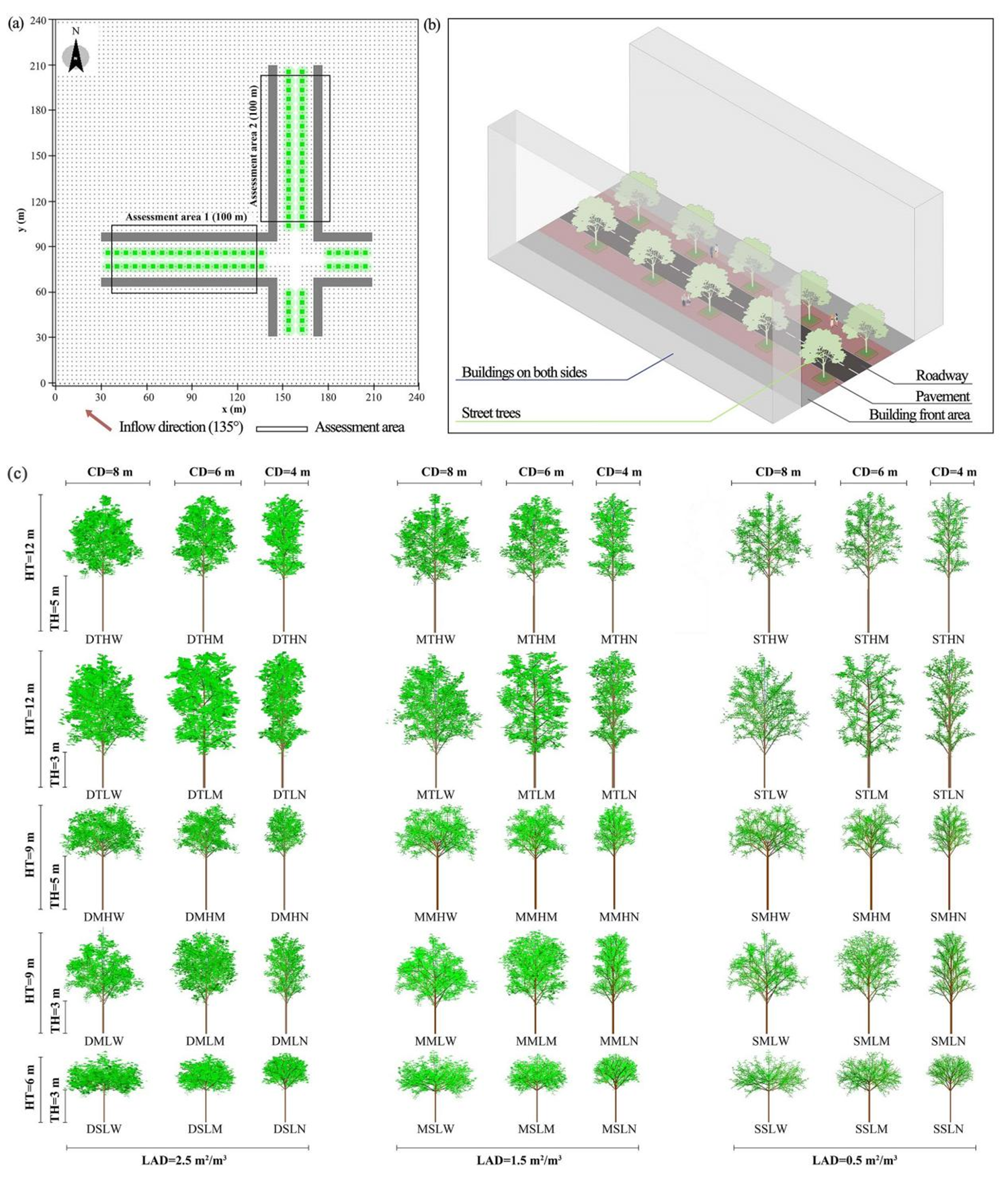 图1 街谷行道树种植ENVI-met模型（a）及示意图（b），45种树木形态模型（c）